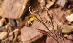 Gladiolus permeabilis permeabilis