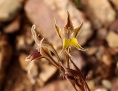 Gladiolus permeabilis permeabilis