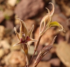 Gladiolus permeabilis permeabilis