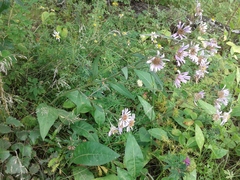 Aster tataricus