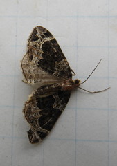 Ecliptopera silaceata