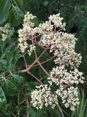 Tetradium glabrifolium