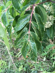 Tetradium glabrifolium