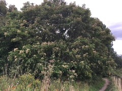 Tetradium glabrifolium