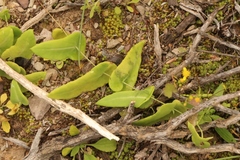 Othonna perfoliata