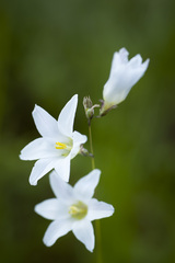 Ixia capillaris