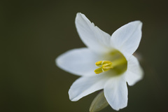 Ixia capillaris