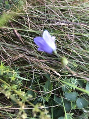 Campanula persicifolia