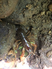 Cambarus carinirostris