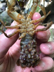 Cambarus carinirostris