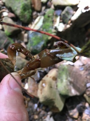 Cambarus carinirostris