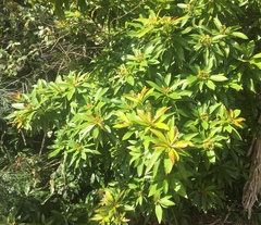 Xanthostemon chrysanthus