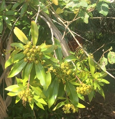 Xanthostemon chrysanthus