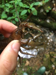 Cambarus carinirostris