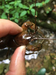 Cambarus carinirostris
