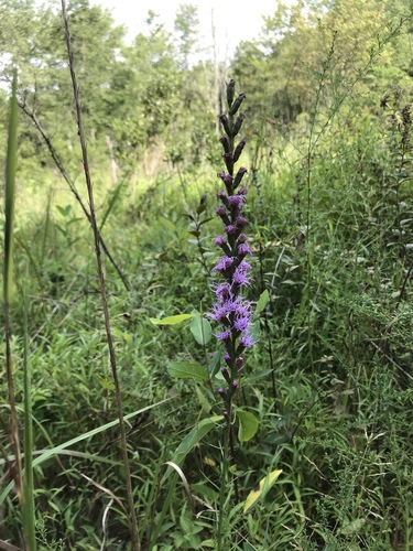 Liatris spicata