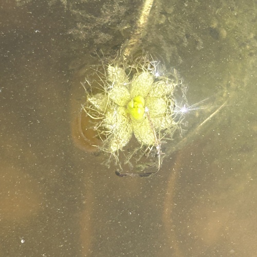 Star Bladderwort (Utricularia stellaris)