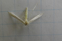 Hellinsia homodactylus