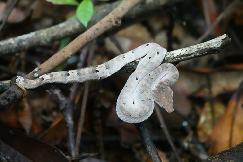 Borneo Pit Viper
