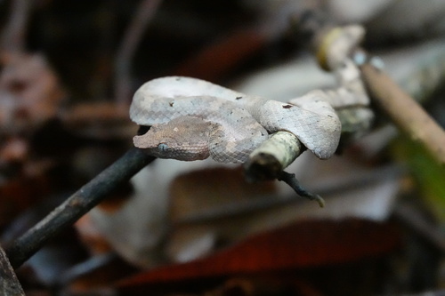 Borneo Pit Viper