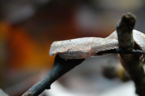 Borneo Pit Viper