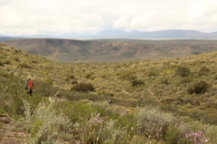 Phymaspermum leptophyllum