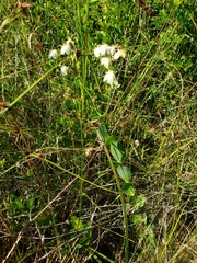 Sabatia macrophylla