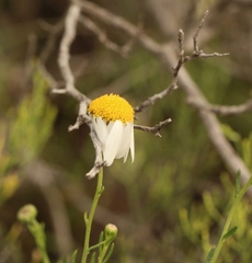 Phymaspermum leptophyllum