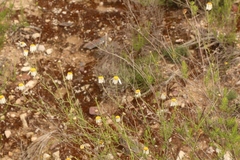 Phymaspermum leptophyllum