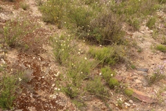 Phymaspermum leptophyllum