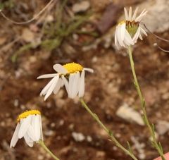 Phymaspermum leptophyllum