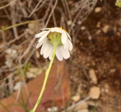 Phymaspermum leptophyllum