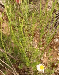 Phymaspermum leptophyllum