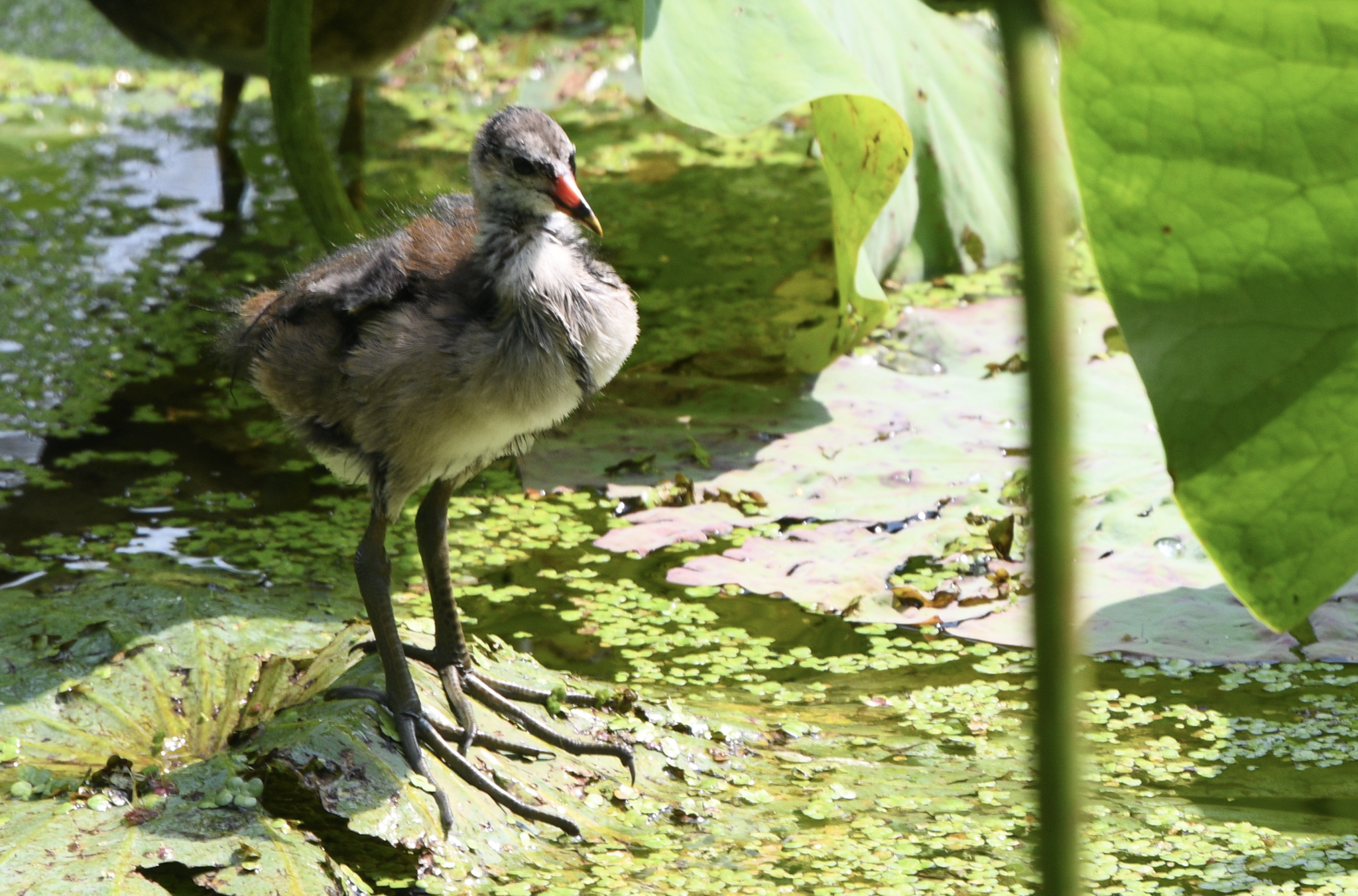 Common Moorhen