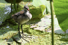 Gallinula chloropus