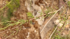 Phymaspermum leptophyllum