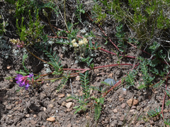 Astragalus hallii