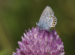 Plebejus idas