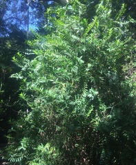 Freycinetia scandens