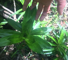 Freycinetia scandens
