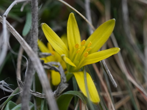Image of Gagea pusilla by (c) Patrick Hacker, some rights reserved (CC BY)