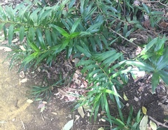 Freycinetia scandens
