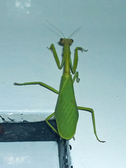 Parastagmatoptera unipunctata