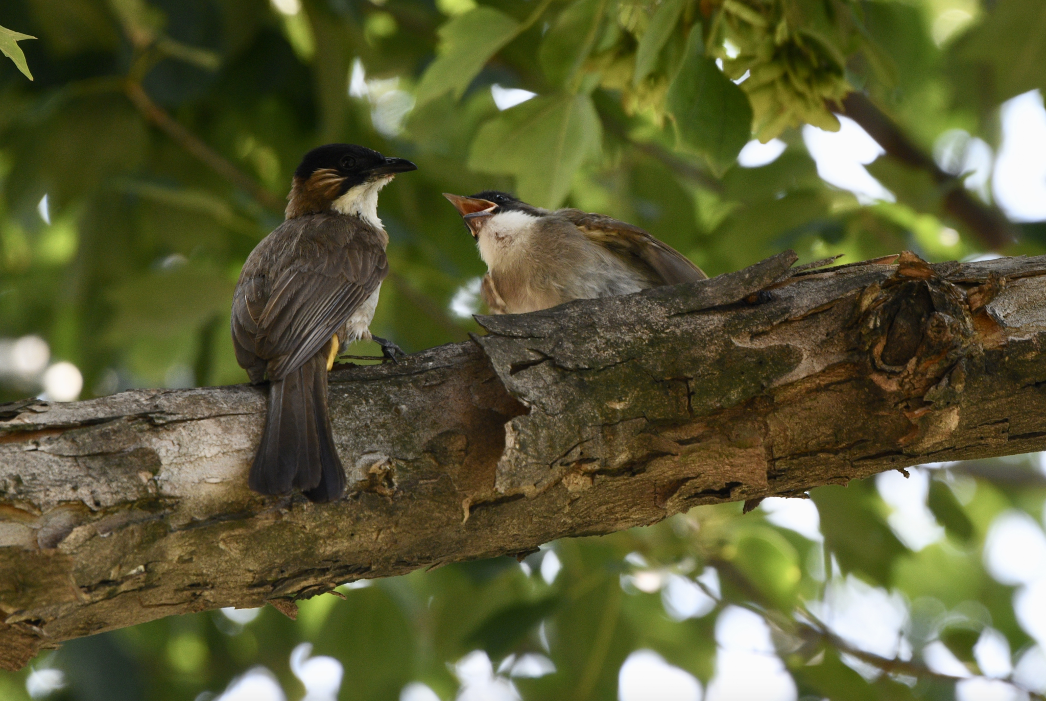 Brown-breasted Bulbul