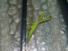 Parastagmatoptera unipunctata