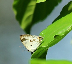 Hypolycaena othona