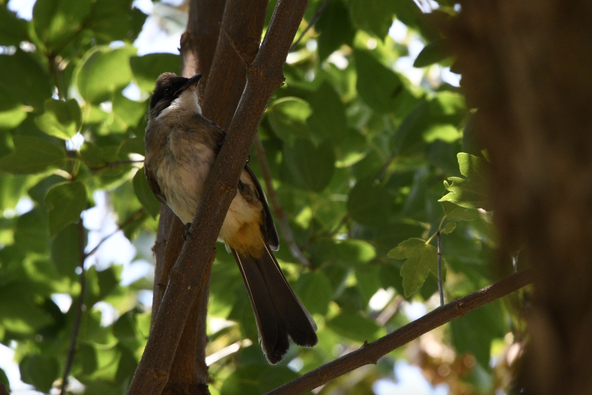 Brown-breasted Bulbul