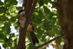 Pycnonotus xanthorrhous