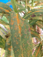 Coleosporium