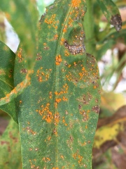 Coleosporium